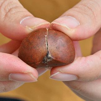 粒上皇香甜板栗,粒上皇25元现炒板栗团购价15.9元