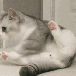 猫咪没有发情，为什么喜欢在家里乱尿？这7个原因很容易被忽视