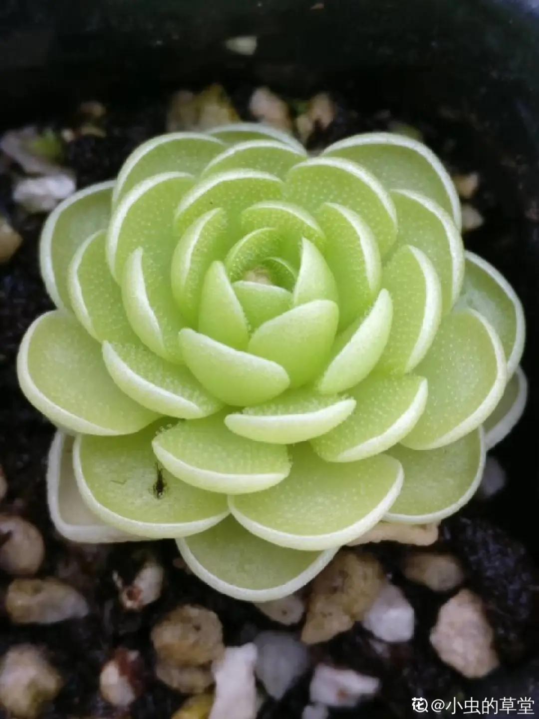 花盆里的小黑飞苍蝇怎么处理,家里养什么花最容易生小黑飞虫