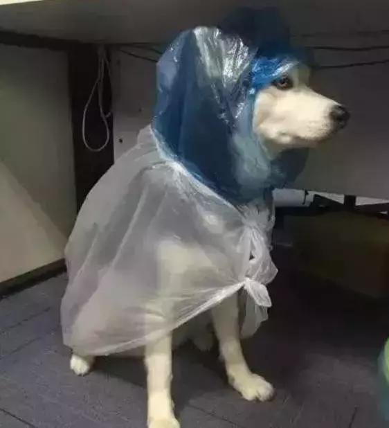 台风天遛狗太不友好了,台风天出门遛狗