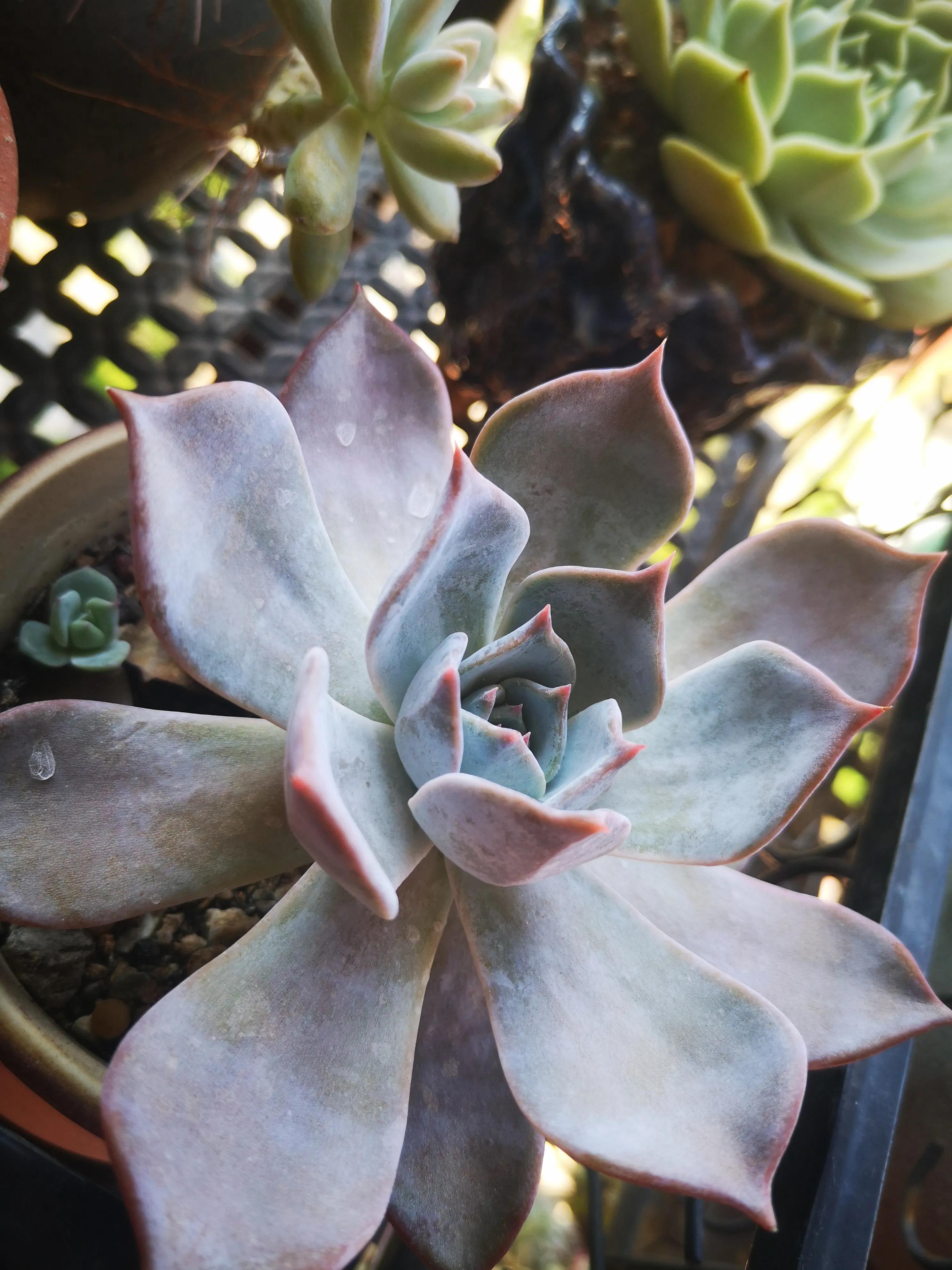 离家半个月叶插的多肉怎么办,离家一周的多肉