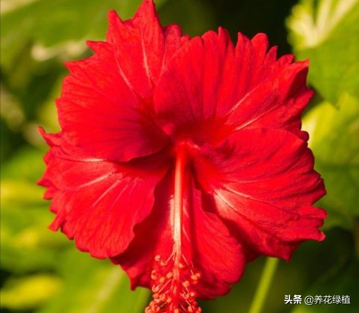 十月花怎么养才好看,十月芙蓉海棠花