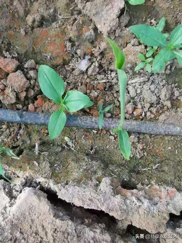 河北行唐：大姜地蜗牛治不治