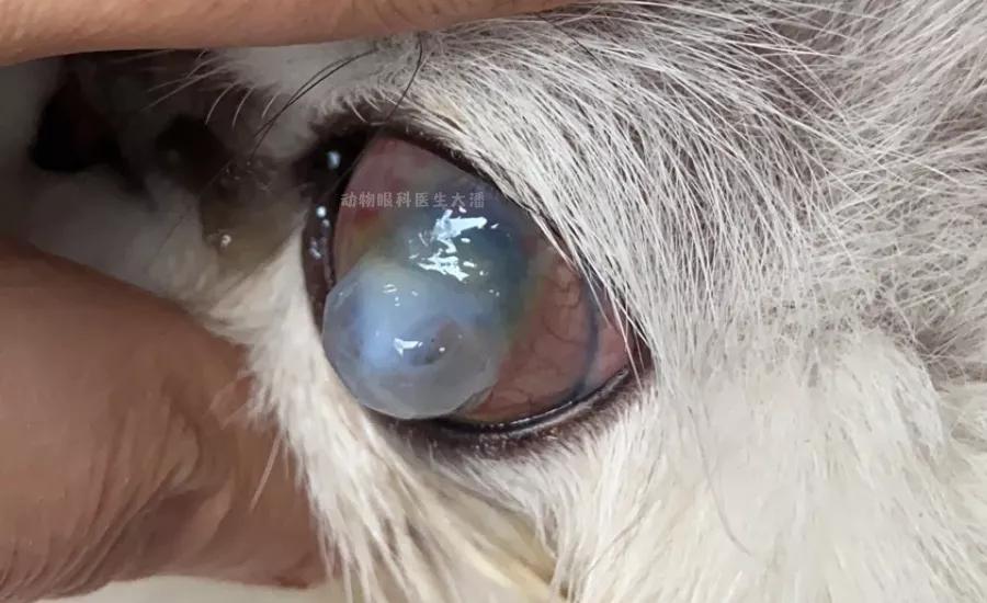 猫咪眼睛化脓怎么回事,猫咪角膜穿孔没钱做手术咋办