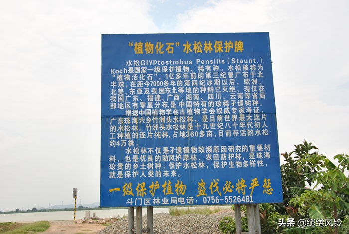 珠海竹洲水松林,意外发现的珠中江“SB”界碑,究竟作何解释?