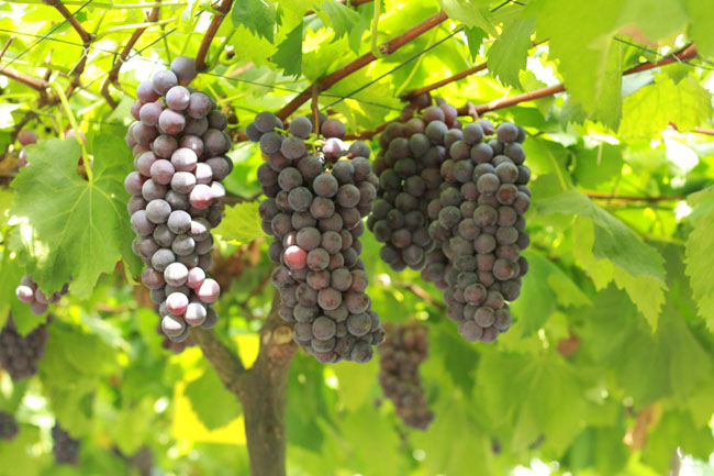 吴培先：重庆水果种植“一姐”的变与不变