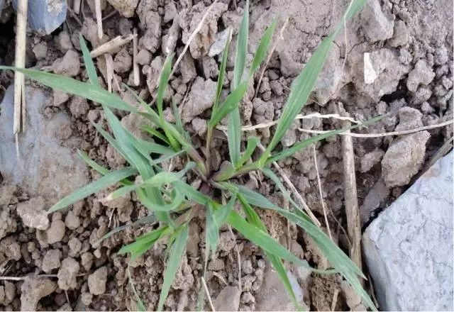 燕麦雀麦和节节麦的区别图谱,火眼金睛快速识别