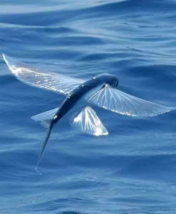 神秘的顶级海底照片难得一见,罕见海底美人照片