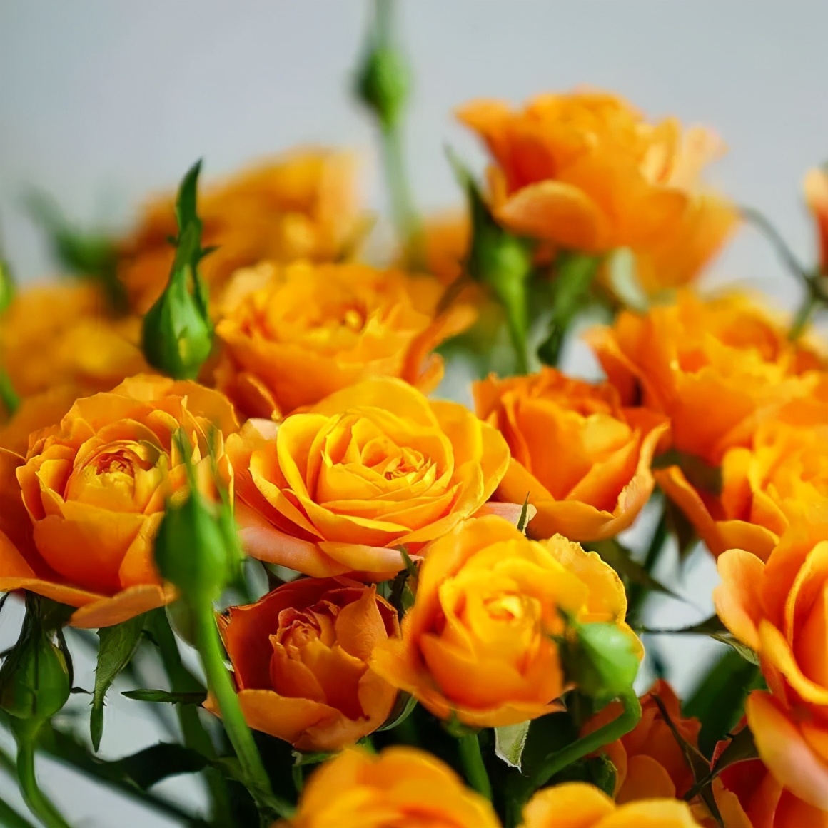 花店必备的5款玫瑰,花店常用的10款玫瑰花是哪些品种