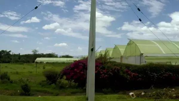 世界第一鲜花市场视频,bbc探秘墨西哥毒品战争