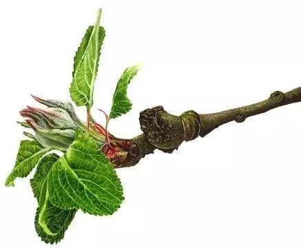 超写实绘画真实吗,超写实的植物绘画