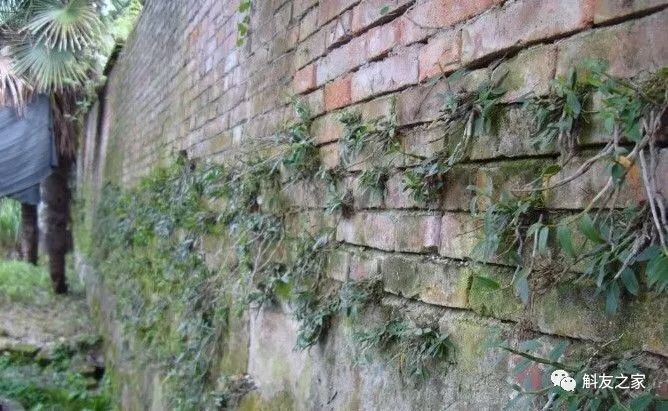 石斛兰烂根全部腐烂怎么办,石斛兰花烂根要怎么挽救