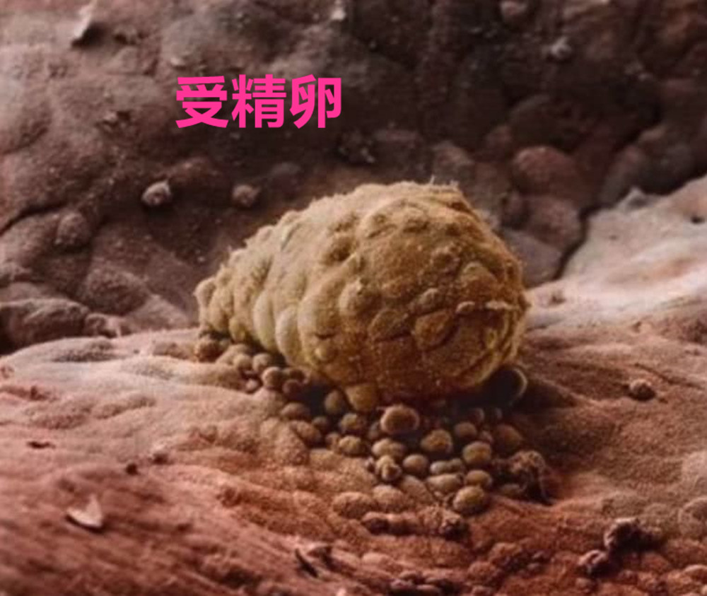 摄影师记录妻子怀孕纪录片,胎儿高清摄影