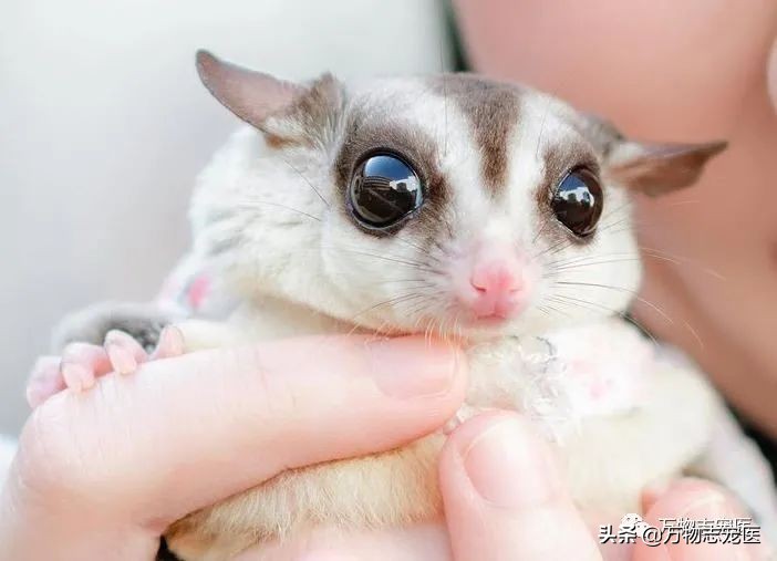 小小蜜袋鼯会咬人吗,新手养蜜袋鼯必须要注意的点