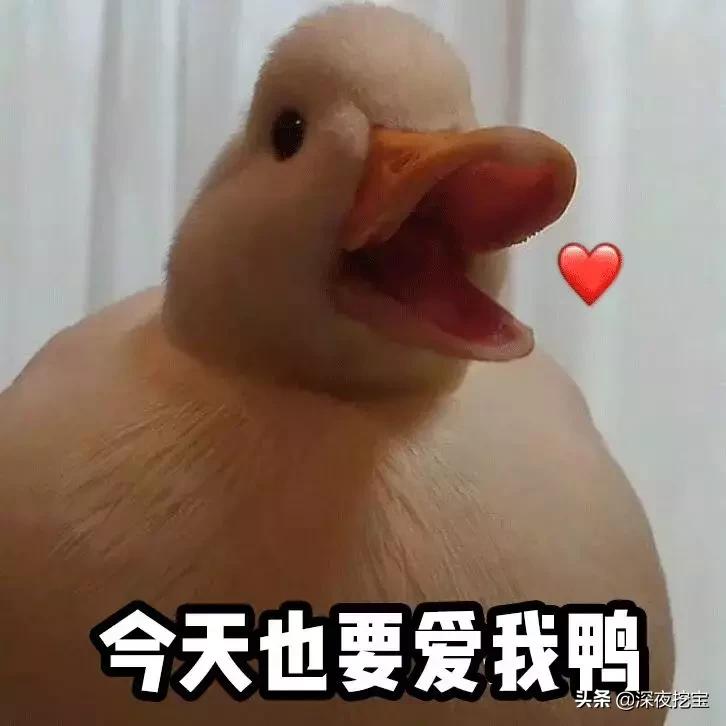 泫雅同款圆形包,泫雅喜欢的平价品牌