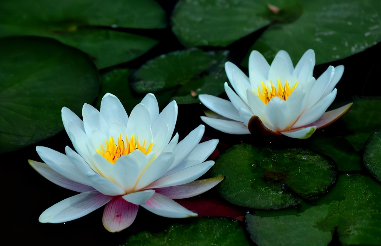 睡莲种植方法和技巧,睡莲种植最佳方法图解