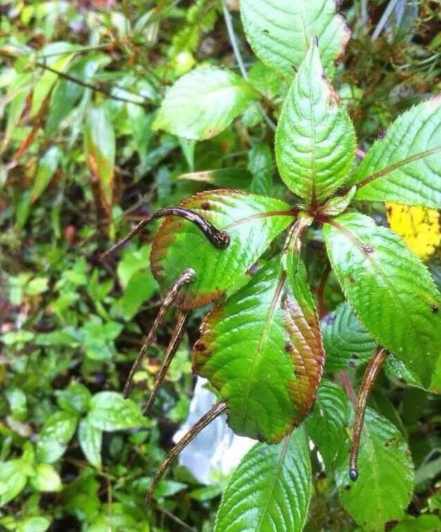 怎么对付草中的蚂蟥,如何对付热带雨林中的蚂蟥