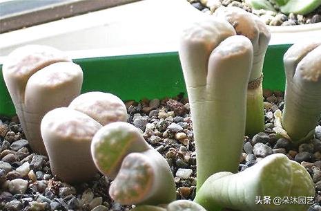 生石花扒皮看什么,生石花皮要扒吗