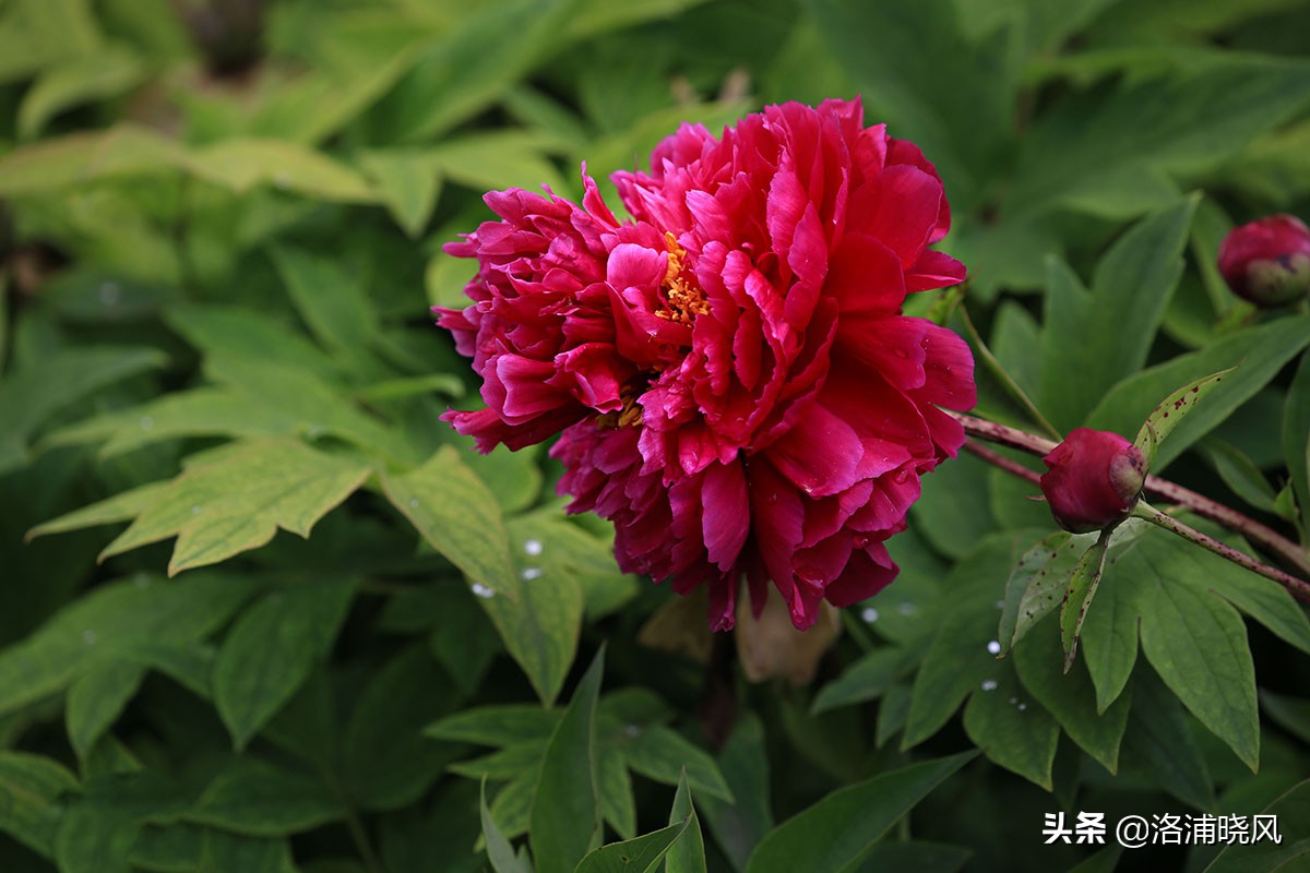 大院绿化的回忆——顺便看看院里的芍药定个究竟有多少种？