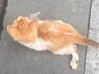 跟着我们猫狗大联盟，你会有喵的！黄阿姨猫咪领养专场