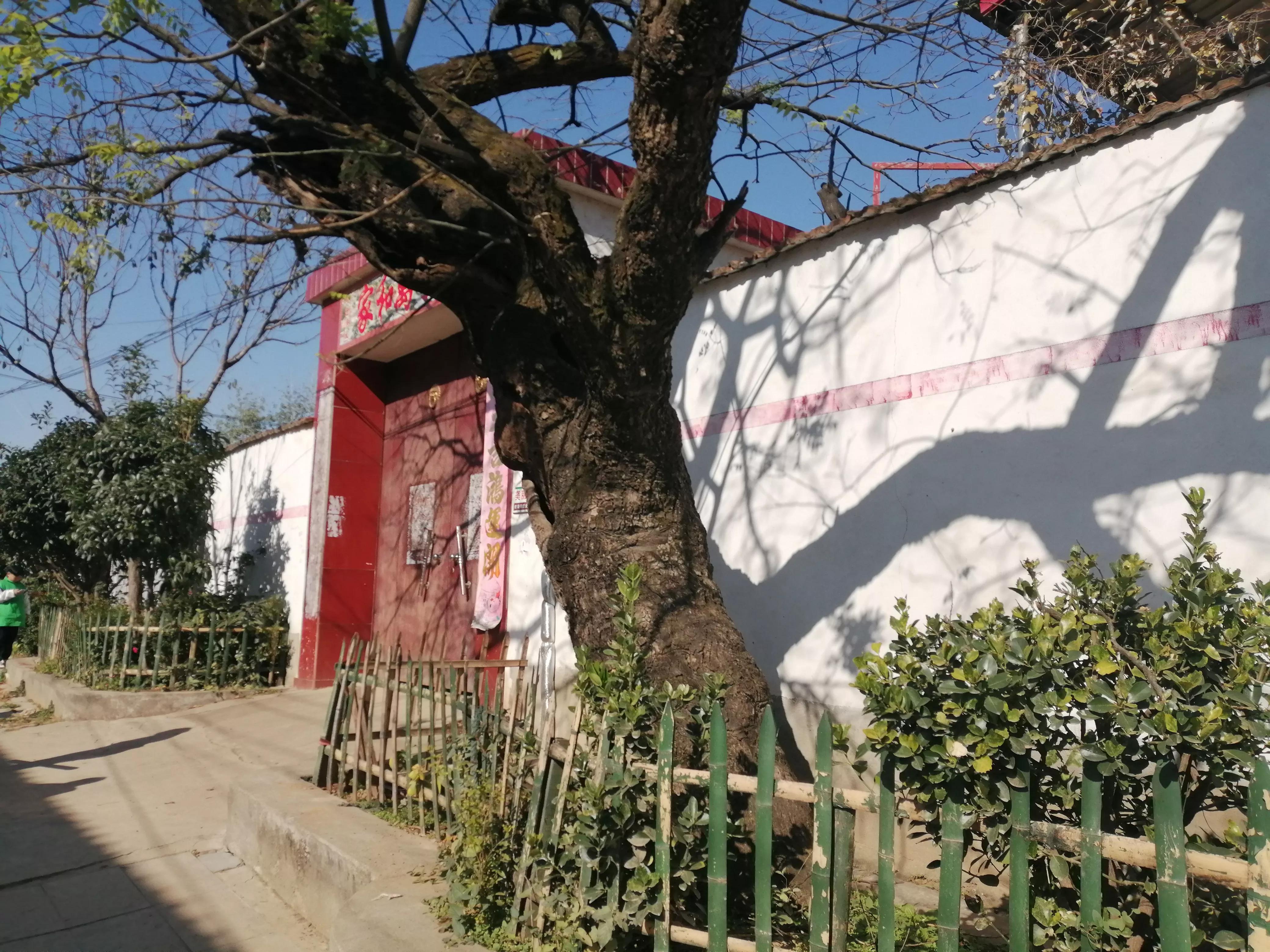 驻马店志愿者行动,驻马店古树保护志愿