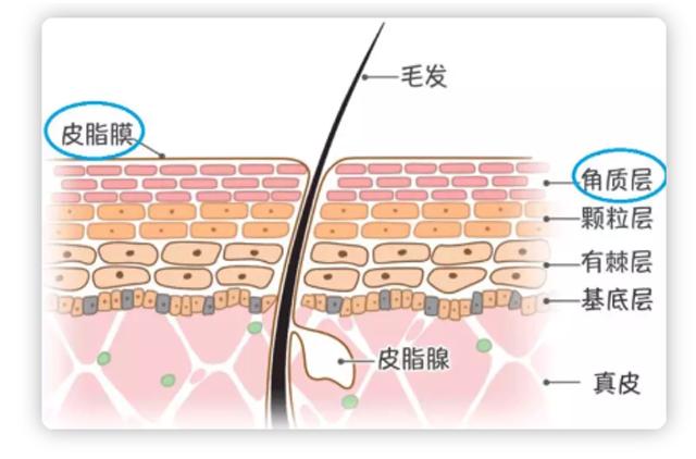 干得起皮泛红怎么办,皮肤干燥拯救大干皮
