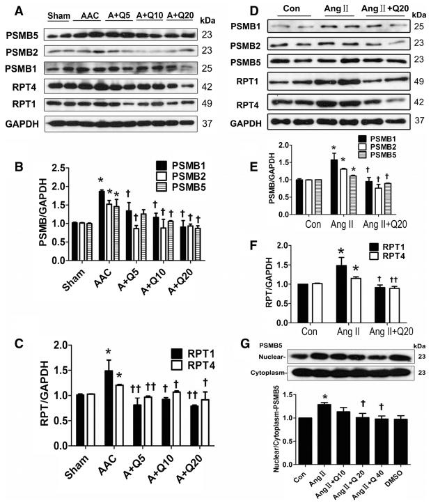 槲皮素对治疗肺部疾病有效果吗,槲皮素的抗炎免疫及部分机制研究