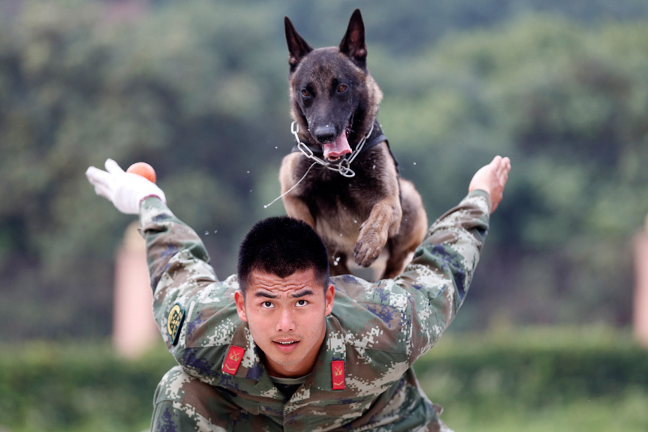 公马犬都很强势吗,养马犬公好还是母好