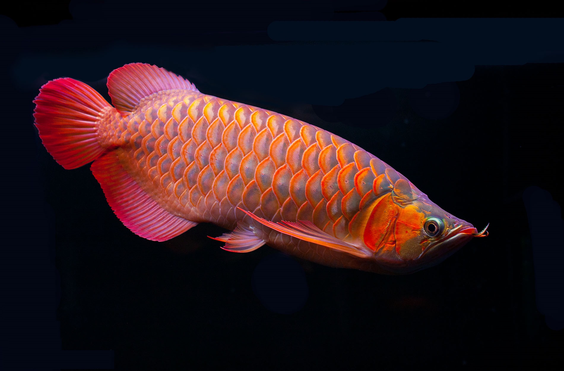 龙鱼断尾沉头的解决方法,龙鱼缩鳍掉尾