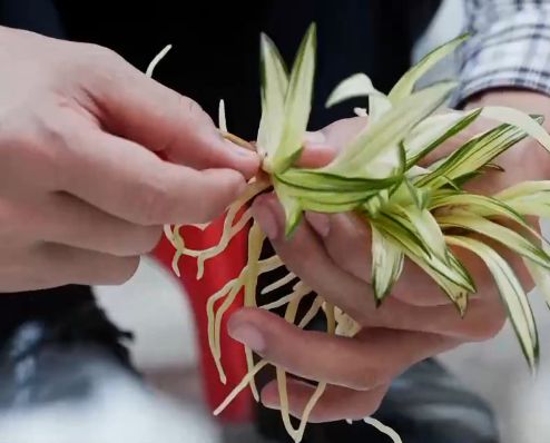 农村乡下种植的兰花,农业种植致富项目兰花