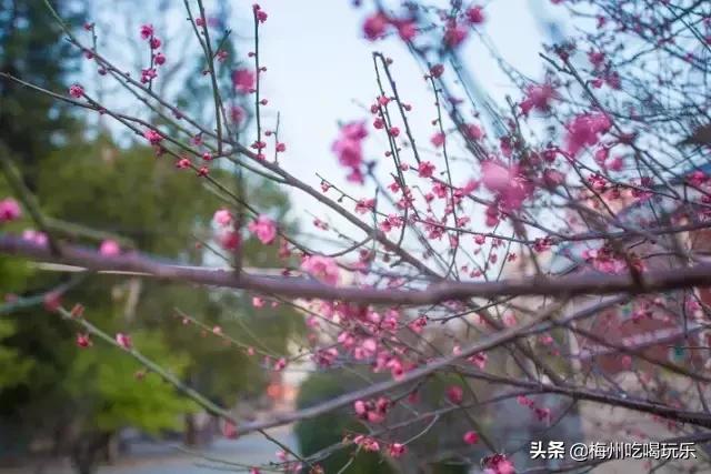 梅州市中学,梅州市梅州中学简介