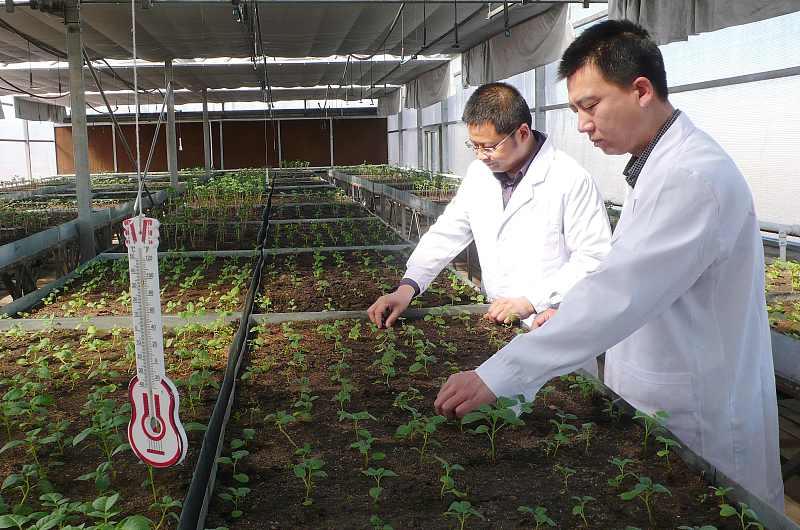 土豆高产秘诀,土豆高产技巧