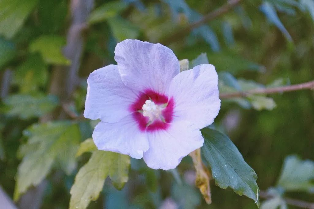 木槿花有多美丽,好看的木槿花