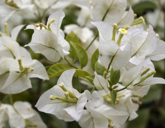 三角梅品种，细数三角梅最好看的八大品种