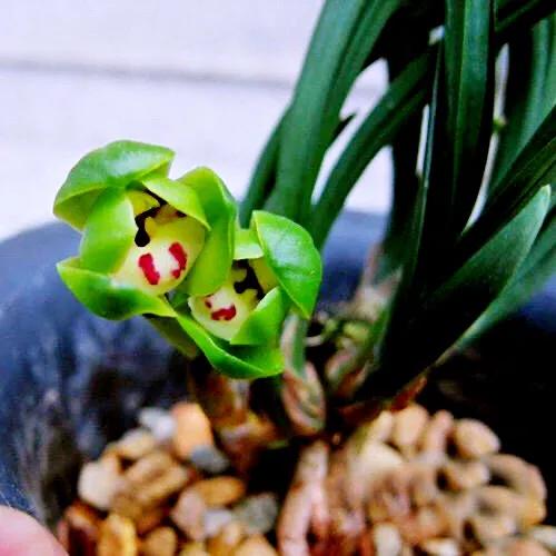 春兰天彭牡丹香味好吗,春兰天彭牡丹兰花简介