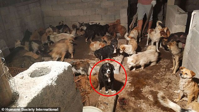 5只中国玉林屠宰场获救犬成功抵达英国伦敦，将陆续找到新家！