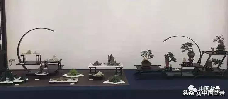 盆景不具有收藏价值,盆景不能有功利心