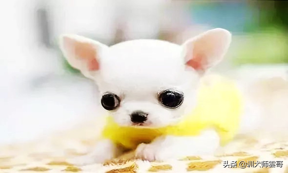 比较适合在家养的小型犬京巴狗,小型犬比较温顺好养是什么品种