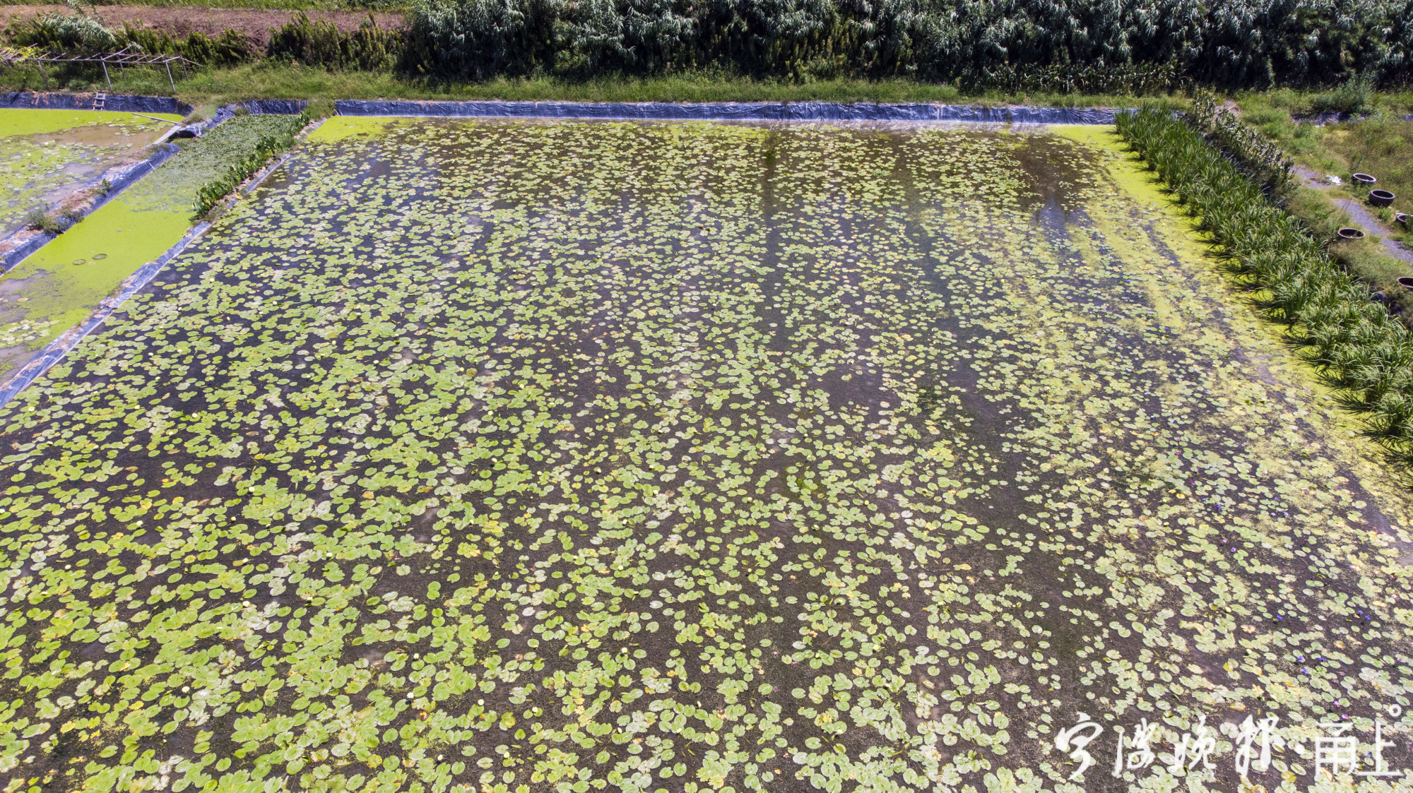 宁波北仑区哪里有薰衣草花海景区,宁波北仑梅山花海