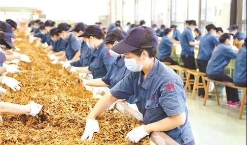 为了钱，一批985硕士在卷烟，河南中烟的回应让烟厂更“卷”了