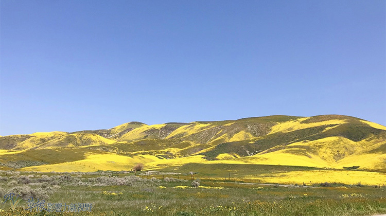 加州野花,加州野花的视频