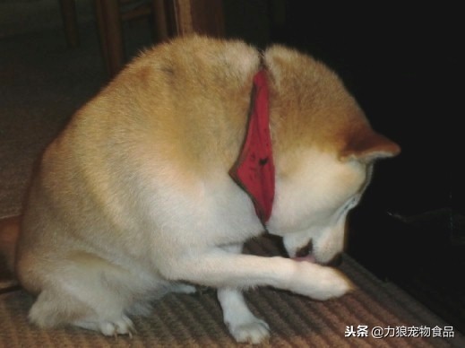 为什么狗狗喜欢舔你的脚拇指,为什么狗狗喜欢舔主人尿尿