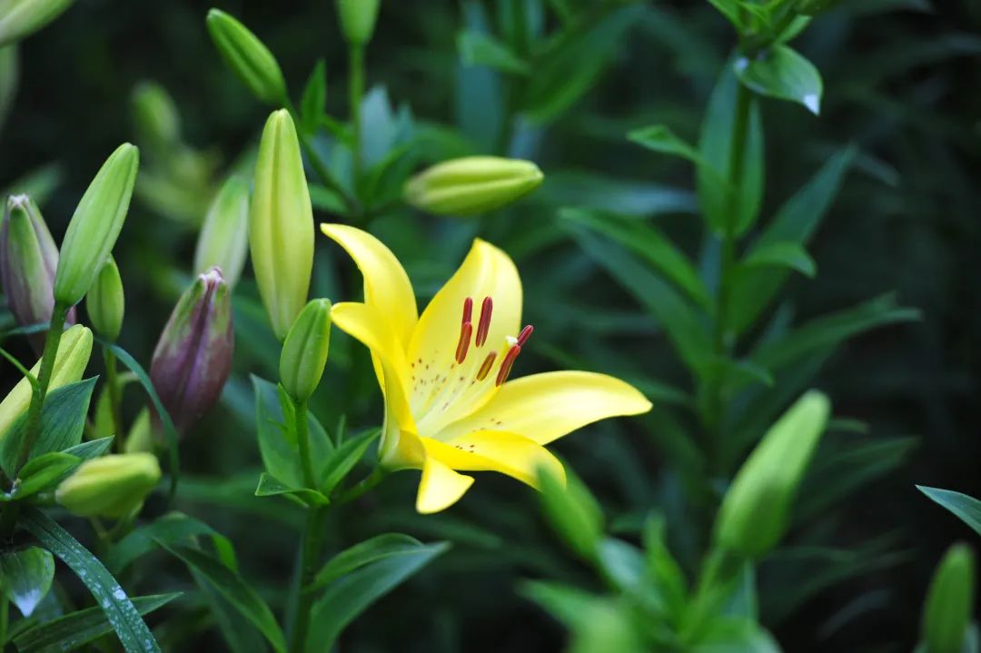 在济南花式避暑,一见“清”心!只需一瞥,便足以把酷夏原谅…