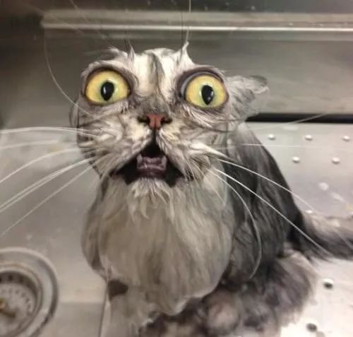 冬天给猫咪洗澡会不会感冒,猫咪冬天洗澡会感冒吗