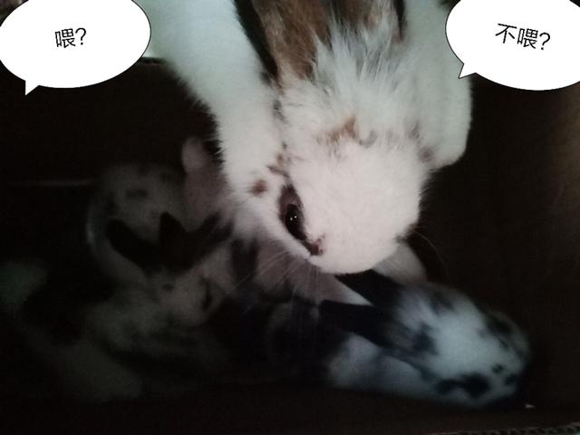 兔子生了宝宝不喂奶怎么办,兔子生了宝宝后怎么照顾