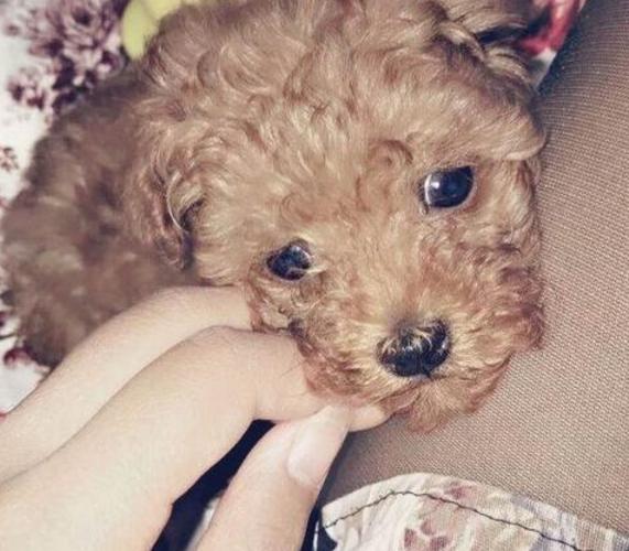 泰迪犬偏不睡狗窝,非要和主人挤一块,第3个原因让人心疼