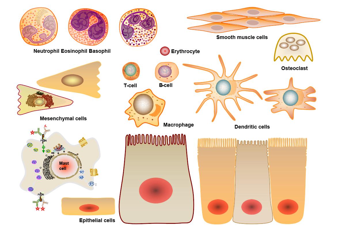 ai保存图片什么格式清晰,ai导出哪个格式的图片缩小更清晰