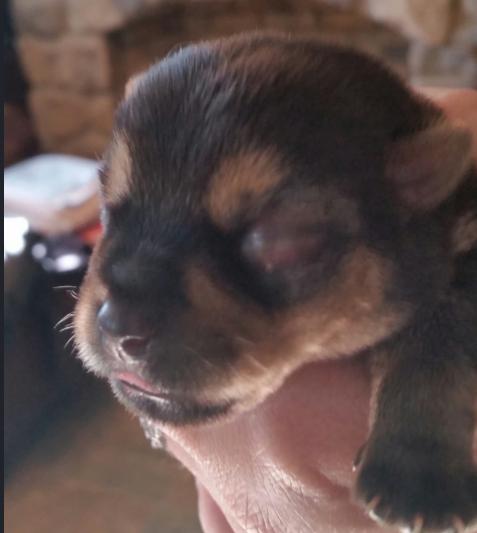 幼犬结膜炎是什么原因引起的呢,病毒性结膜炎导致失明还能治愈吗