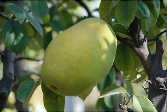 庭院常见的吉祥树,一