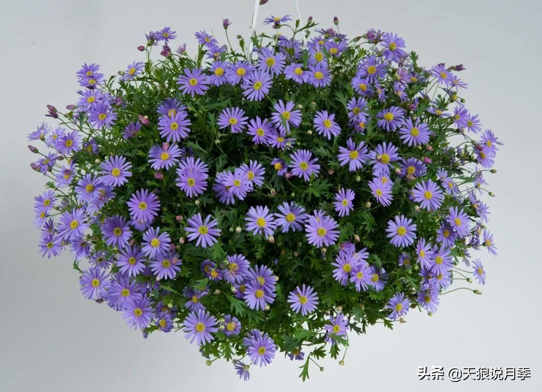 盘点每个世界第一关最强的植物,有哪些可以卡无敌的植物